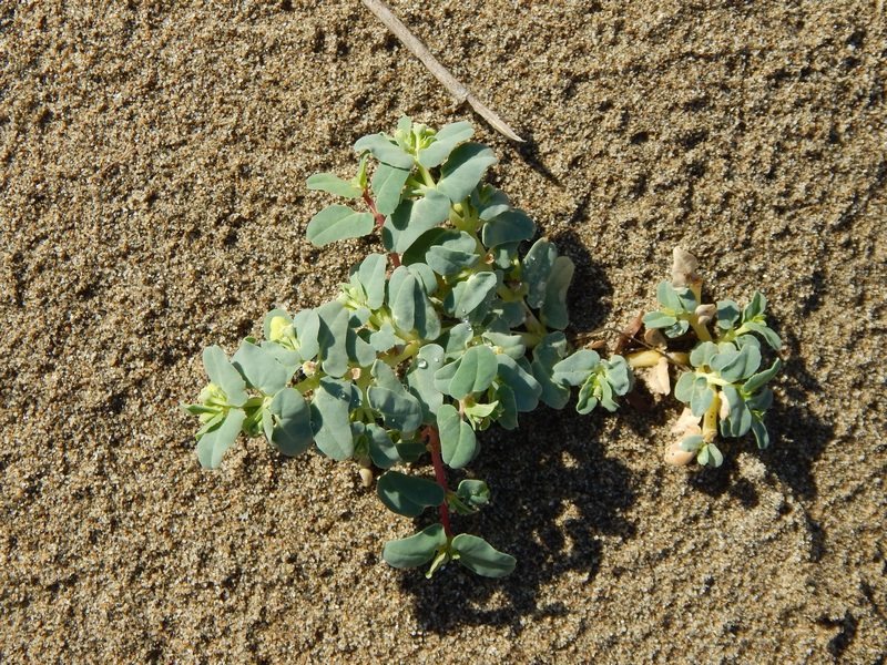 Euphorbia peplis / Euforbia delle spiagge
